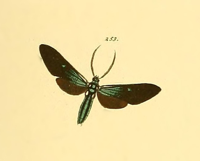 Saurita sericea