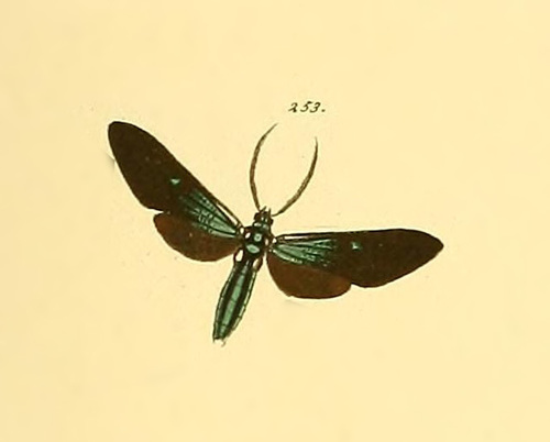 Saurita sericea