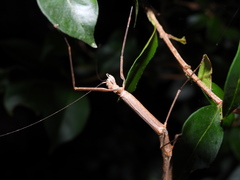 Candovia strumosa