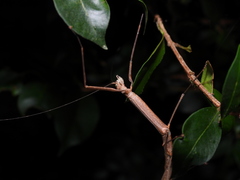 Candovia strumosa