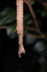 Candovia strumosa