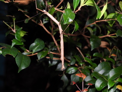 Candovia strumosa
