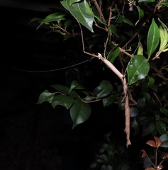Candovia strumosa