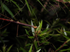 Candovia annulata