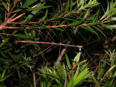 Candovia annulata