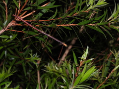 Candovia annulata