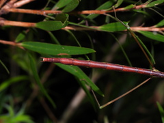 Candovia annulata