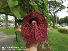 Aristolochia gigantea