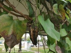 Aristolochia gigantea