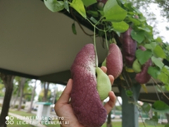Aristolochia gigantea