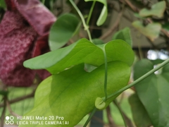 Aristolochia gigantea