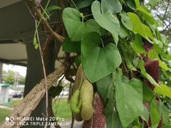 Aristolochia gigantea