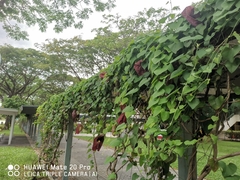 Aristolochia gigantea