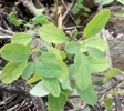 Porophyllum ruderale macrocephalum