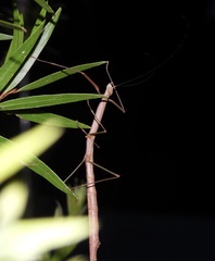 Candovia strumosa