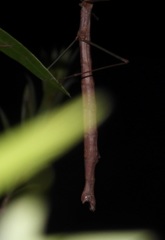 Candovia strumosa