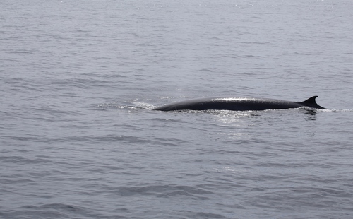 photo of Eden's Whale (Balaenoptera edeni)