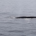 photo of Eden's Whale (Balaenoptera edeni)