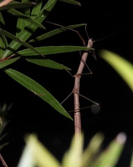 Candovia strumosa