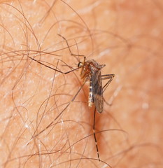 Aedes flavifrons