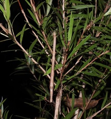 Candovia strumosa
