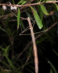 Candovia strumosa