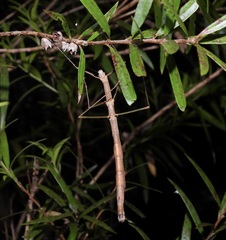 Candovia strumosa