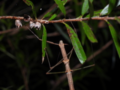 Candovia strumosa