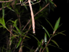 Candovia strumosa