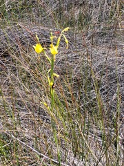 Moraea pendula