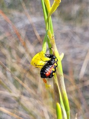 Moraea pendula