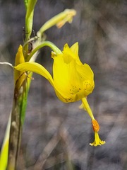 Moraea pendula