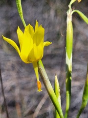 Moraea pendula