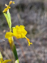 Moraea pendula