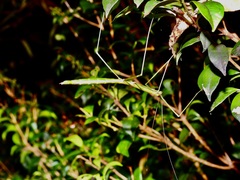 Candovia annulata