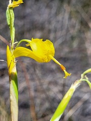 Moraea pendula