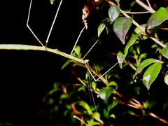 Candovia annulata