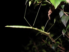 Candovia annulata