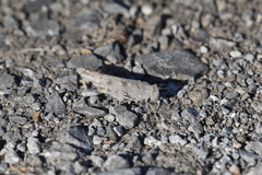 Trimerotropis maritima