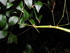 Candovia annulata