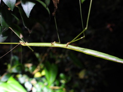 Candovia annulata