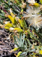 Kleinia