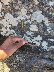 Moraea rivulicola
