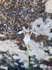 Moraea rivulicola