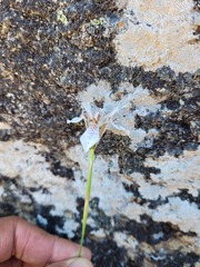 Moraea rivulicola