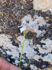 Moraea rivulicola