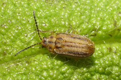 Ophraella notata
