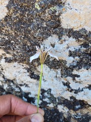Moraea rivulicola