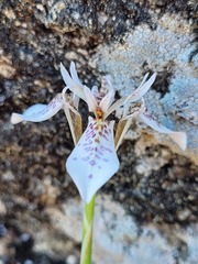 Moraea rivulicola