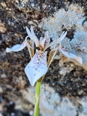 Moraea rivulicola
